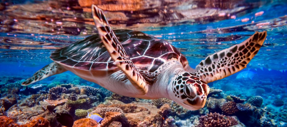 Online Marine Conservation Foundational Course