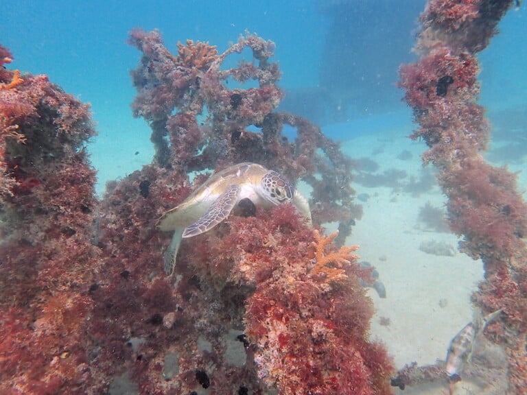 Female green turtle Chelonia mydas on DITH MENA REEFrame reef
