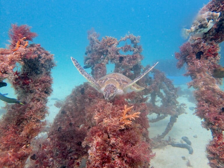 Female green turtle Chelonia mydas on DITH MENA REEFrame reef