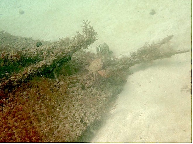 Crab on REEFrame DITH MENA Stingray Reef