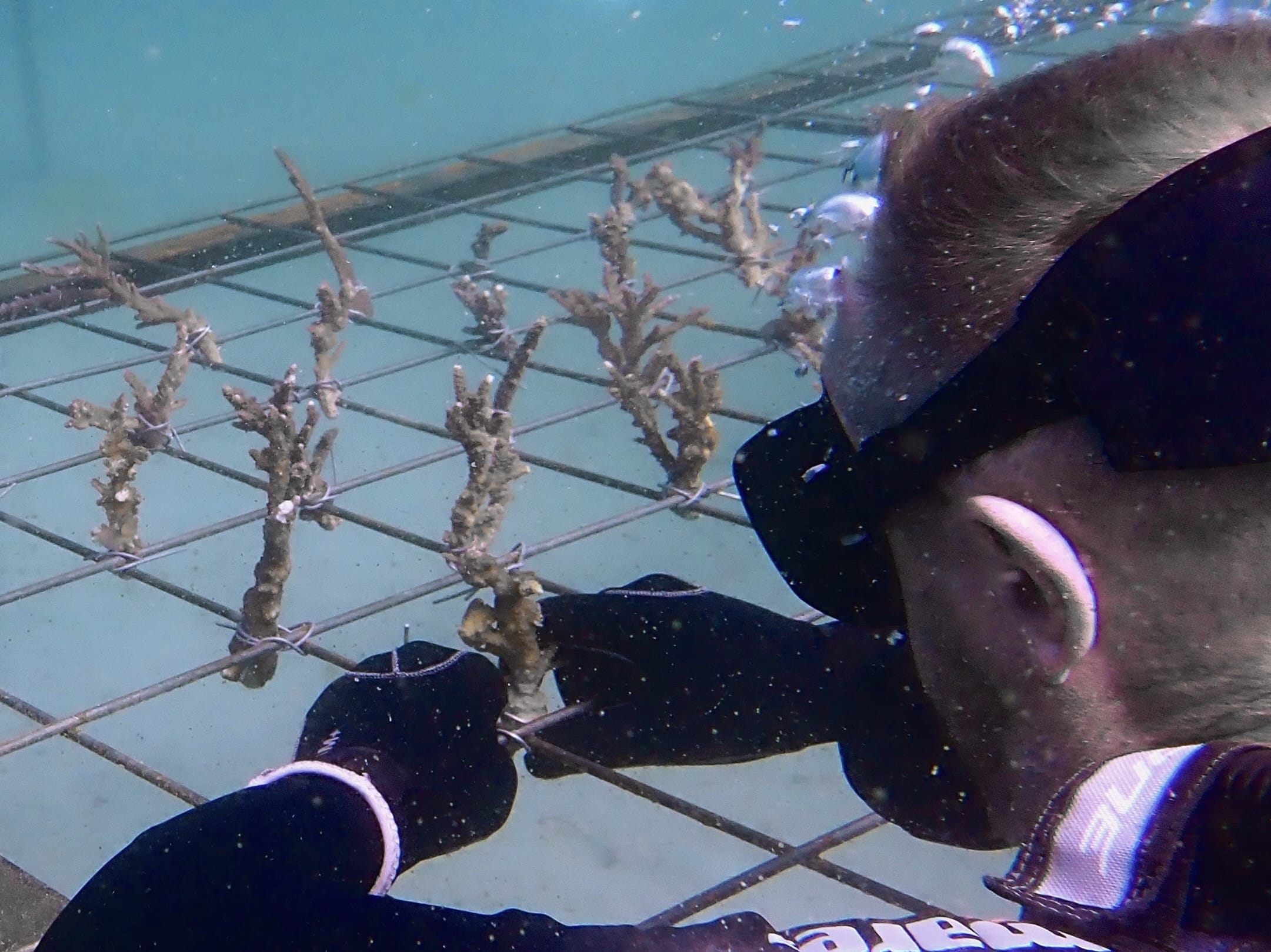 Project REEFrame – Reef Restoration Course